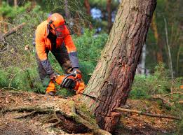 Best Commercial Tree Services  in The Pinery, CO