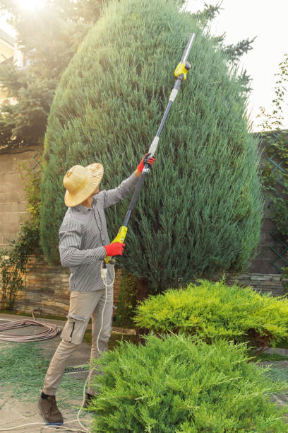 Best Lawn Pest Prevention  in The Pinery, CO