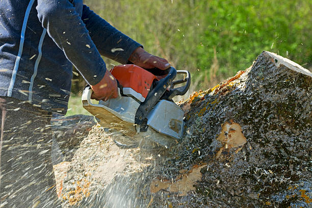 Best Tree Cabling and Bracing  in The Pinery, CO