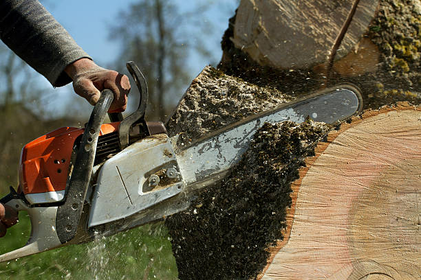 Best Lawn Maintenance Plans  in The Pinery, CO